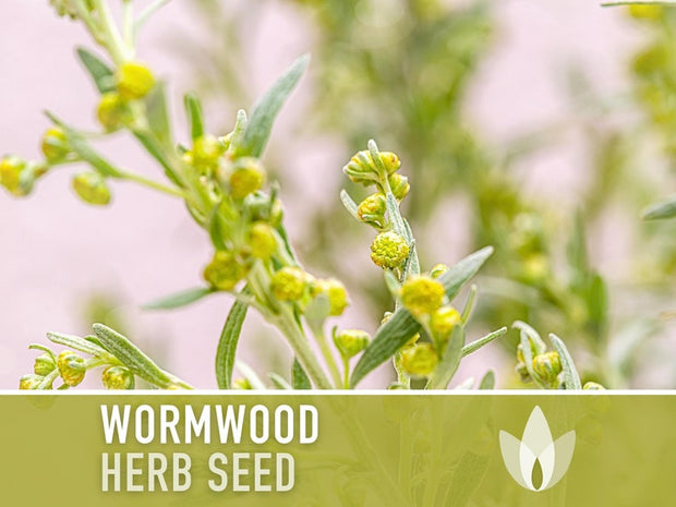 Wormwood Organic Medicinal Herb Seeds - Artemisia Absinthium, Heirloom, Non-GMO