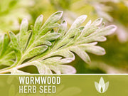Wormwood Organic Medicinal Herb Seeds - Artemisia Absinthium, Heirloom, Non-GMO