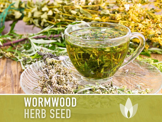 Wormwood Organic Medicinal Herb Seeds - Artemisia Absinthium, Heirloom, Non-GMO