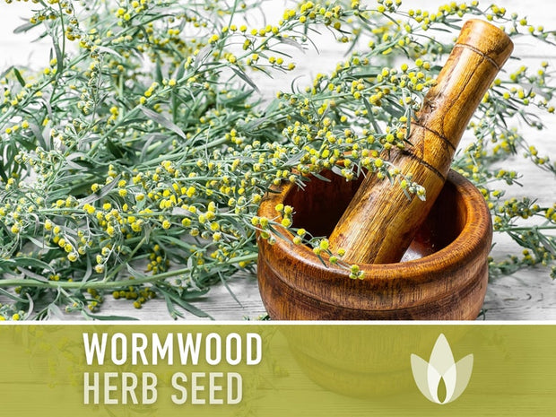 Wormwood Organic Medicinal Herb Seeds - Artemisia Absinthium, Heirloom, Non-GMO