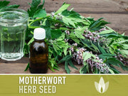 Motherwort Herb Seeds - Heirloom Seeds, Medicinal Herb Seeds, Heart Health, Stress Reduction, Ornamental, Pollinator Garden, OP, Non-GMO