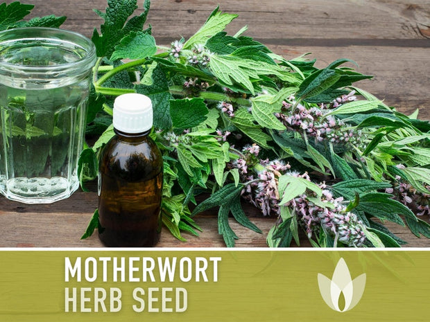 Motherwort Herb Seeds - Heirloom Seeds, Medicinal Herb Seeds, Heart Health, Stress Reduction, Ornamental, Pollinator Garden, OP, Non-GMO