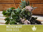 Motherwort Herb Seeds - Heirloom Seeds, Medicinal Herb Seeds, Heart Health, Stress Reduction, Ornamental, Pollinator Garden, OP, Non-GMO