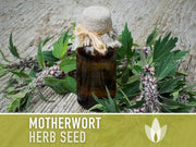 Motherwort Herb Seeds - Heirloom Seeds, Medicinal Herb Seeds, Heart Health, Stress Reduction, Ornamental, Pollinator Garden, OP, Non-GMO