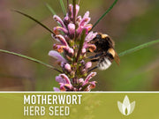 Motherwort Herb Seeds - Heirloom Seeds, Medicinal Herb Seeds, Heart Health, Stress Reduction, Ornamental, Pollinator Garden, OP, Non-GMO