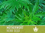 Motherwort Herb Seeds - Heirloom Seeds, Medicinal Herb Seeds, Heart Health, Stress Reduction, Ornamental, Pollinator Garden, OP, Non-GMO