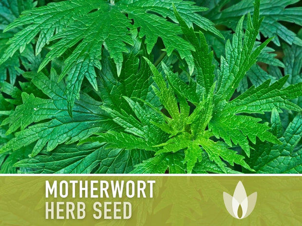 Motherwort Herb Seeds - Heirloom Seeds, Medicinal Herb Seeds, Heart Health, Stress Reduction, Ornamental, Pollinator Garden, OP, Non-GMO