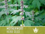 Motherwort Herb Seeds - Heirloom Seeds, Medicinal Herb Seeds, Heart Health, Stress Reduction, Ornamental, Pollinator Garden, OP, Non-GMO
