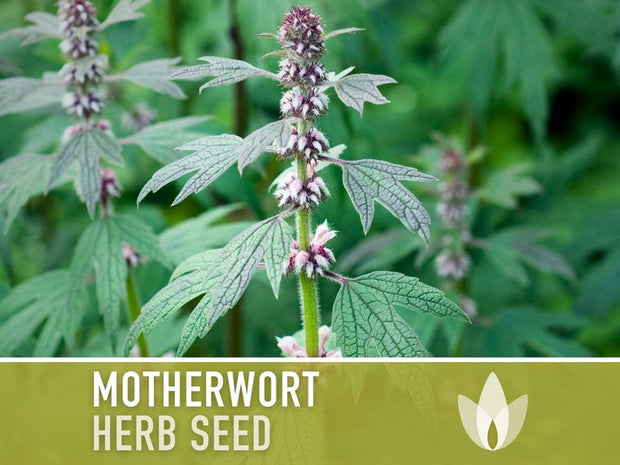 Motherwort Herb Seeds - Heirloom Seeds, Medicinal Herb Seeds, Heart Health, Stress Reduction, Ornamental, Pollinator Garden, OP, Non-GMO