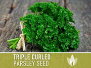 Triple Curled Parsley Herb Heirloom Seeds - Moss Curled Parsley, Microgreens, Seed Packets, Non-GMO, Open Pollinated