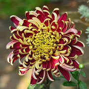 🌼🌼Beautiful Rare Spider Chrysanthemum 🌻 Very Easy