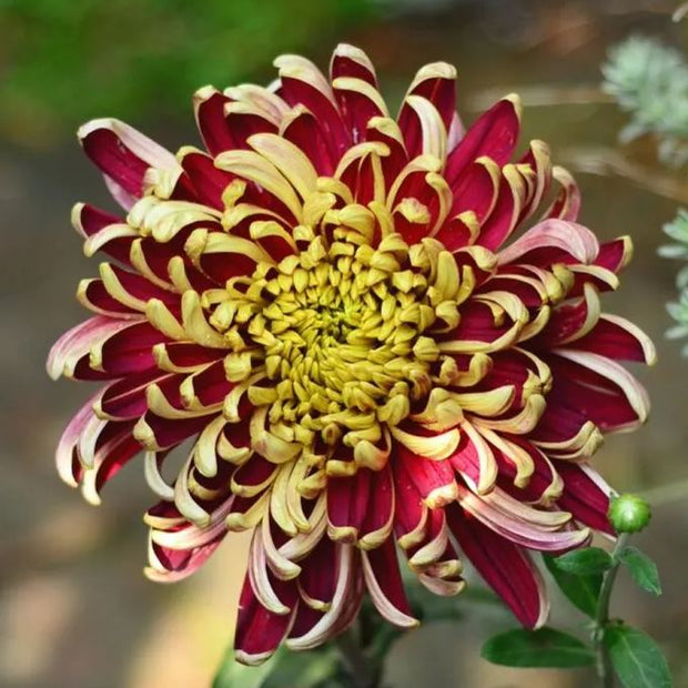 🌼🌼Beautiful Rare Spider Chrysanthemum 🌻 Very Easy
