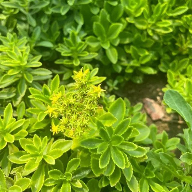 High-Calcium Heart-Nourishing Herb（Sedum aizoon L. ）