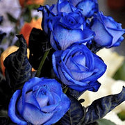 💥50% OFF 💙Blue Enchantress Mix Blue Rose Seeds✨