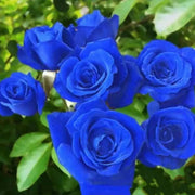 💥50% OFF 💙Blue Enchantress Mix Blue Rose Seeds✨