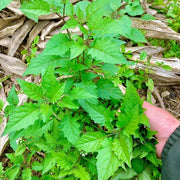 Solanum nigrum Seeds, Black Nightshade Seeds