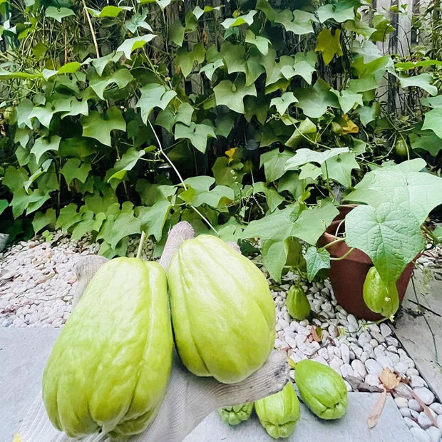 Buddha's Hand Squash Seeds