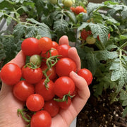 Colorful Dwarf Tomatoes-Four Seasons Potted Plants