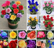 🌹Miniature Rose Seeds