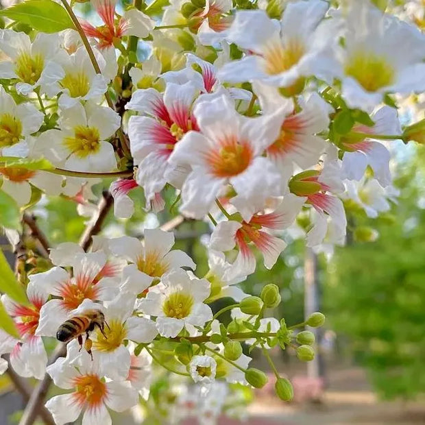 🌸Xanthoceras Sorbifolia, Raintree Flower Seeds