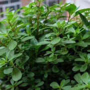 😍Last Day Sale - 60% OFF✨Purslane Seeds - Green