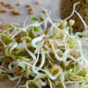 😍Last Day Sale - 60% OFF✨Fenugreek Heirloom Herb Seeds - Culinary Herb, Non-GMO, Open Pollinated