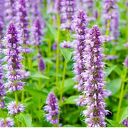 😍Last Day Sale - 60% OFF✨Anise Hyssop Herb Flower Heirloom Seeds
