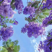 💐Stunning Flowers Blue Jacaranda Seed🌱Long Flowering Period