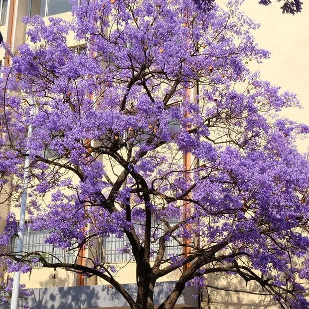 💐Stunning Flowers Blue Jacaranda Seed🌱Long Flowering Period