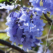 💐Stunning Flowers Blue Jacaranda Seed🌱Long Flowering Period