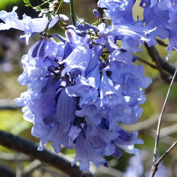 💐Stunning Flowers Blue Jacaranda Seed🌱Long Flowering Period