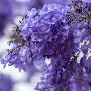 💐Stunning Flowers Blue Jacaranda Seed🌱Long Flowering Period