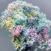 🌟Gypsophila—Sky Full Of Stars