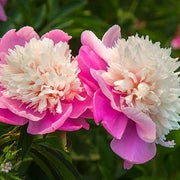 🌺The Queen of Flowers—Peony Flower
