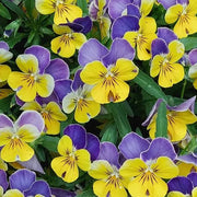 🌺Premium Pansy Seeds