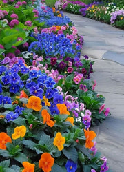 🌺Premium Pansy Seeds