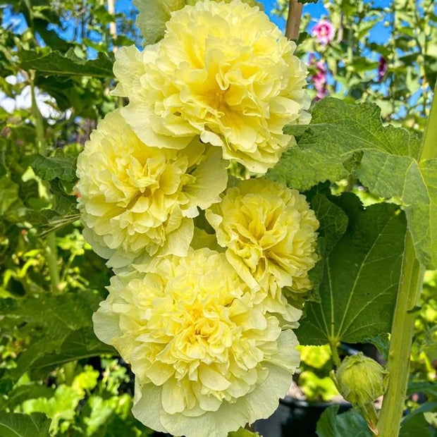 🌺Last Day Sale - 50% OFF💐 Double Hollyhock Seeds