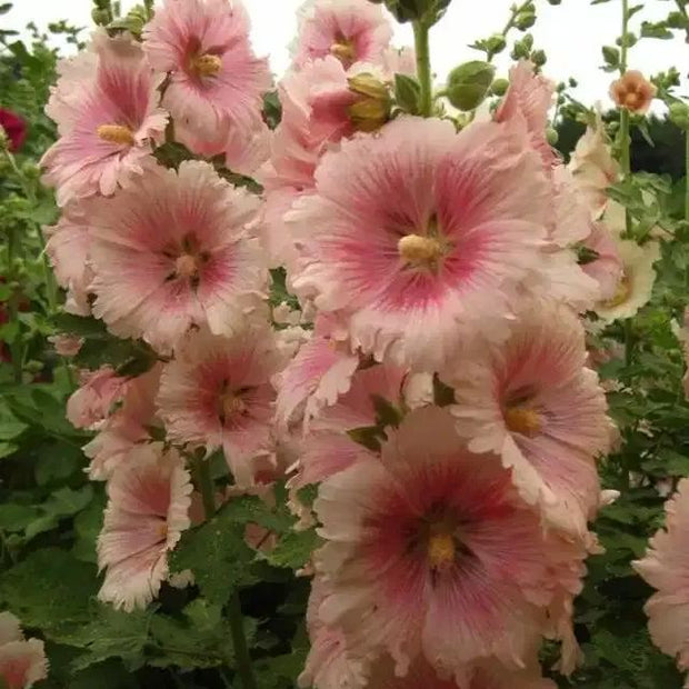 🌺Last Day Sale - 50% OFF💐 Double Hollyhock Seeds
