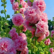 🌺Last Day Sale - 50% OFF💐 Double Hollyhock Seeds