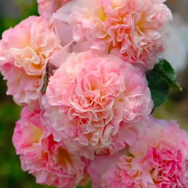 🌺Last Day Sale - 50% OFF💐 Double Hollyhock Seeds