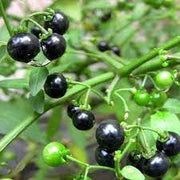 Solanum nigrum Seeds, Black Nightshade Seeds