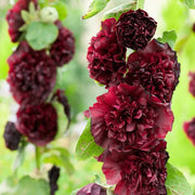 🌺Last Day Sale - 50% OFF💐 Double Hollyhock Seeds