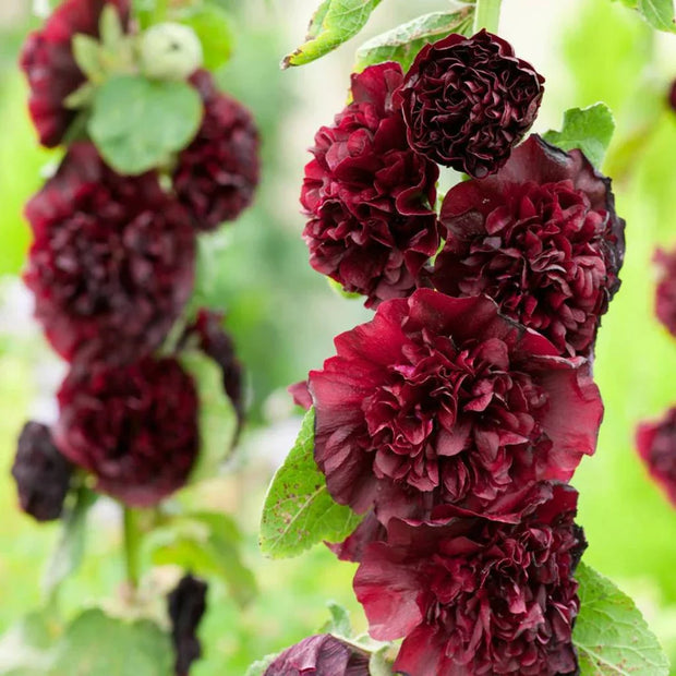 🌺Last Day Sale - 50% OFF💐 Double Hollyhock Seeds
