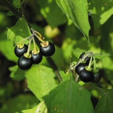 Solanum nigrum Seeds, Black Nightshade Seeds