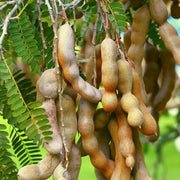 Grow Your Own Tamarind Tree🌿 – Unique Flavors, Low Maintenance
