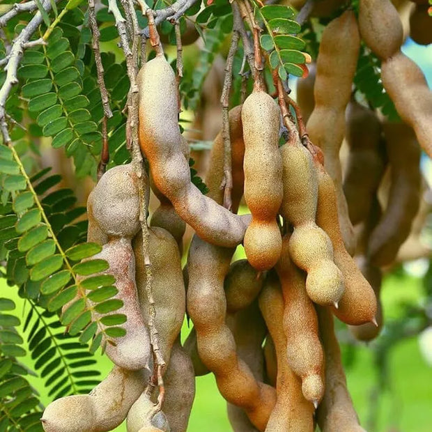 Grow Your Own Tamarind Tree🌿 – Unique Flavors, Low Maintenance