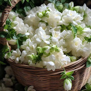 Cape Jasmine Seeds-50% OFF